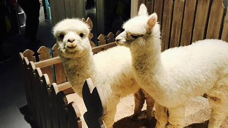 家居賣場開動物樂園，羊駝、土撥鼠等600只動物齊聚